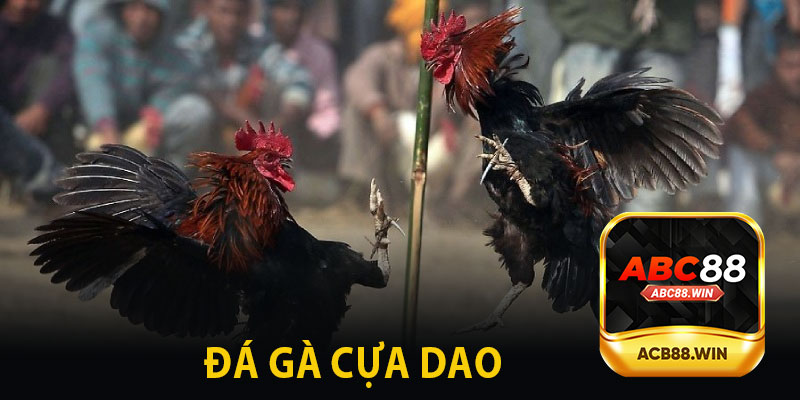 Đá Gà Cựa Dao