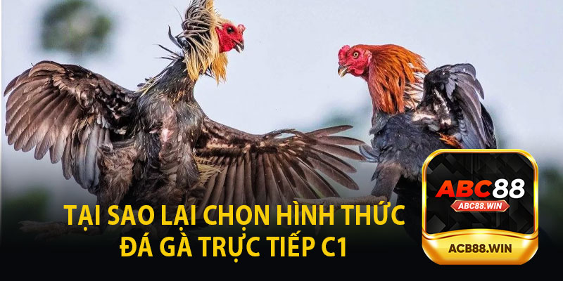 Tại Sao Lại Chọn Hình Thức Đá Gà Trực Tiếp C1